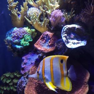 Meet your Posher, Donna